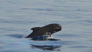 Chemical Regulations Achieve 60% Reduction in PFAS in North Atlantic Whales (news). Photo by Alexandre Roux via Flickr (CC BY-NC-SA 2.0)
