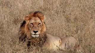 Traditional Cattle Herding Boosts Botswana Lion Populations 50% in Four Years (news)
