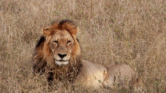 Traditional Cattle Herding Boosts Botswana Lion Populations 50% in Four Years