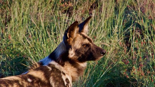 The African wild dog (Lycaon pictus), one of Tswalu’s top predators.
