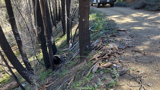 Is Burying the Trees Killed by Wildfires a Climate Solution? (news)