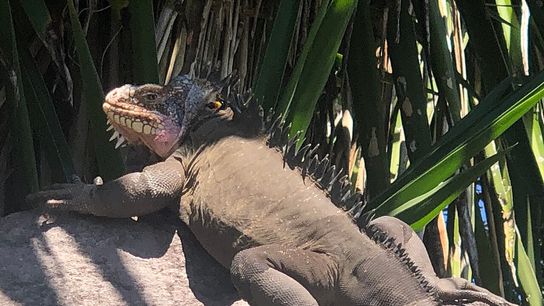 Critically Endangered Iguana Thrives on Remote Caribbean Island. Photo by Statia lover (CC BY-SA 4.0)