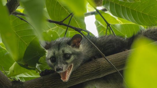 A recently published study reveals that the particular forest shelters some small and medium-sized mammals, like the common palm civet. A recently published study reveals that the particular forest shelters some small and medium-sized mammals, like the common palm civet.