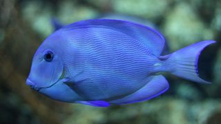 Groundbreaking Underwater Camera Helps Conservationists Track Threatened Fish Species (news). Photo by Sylfred1977 / Wikimedia Commons