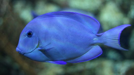 Groundbreaking Underwater Camera Helps Conservationists Track Threatened Fish Species (news)