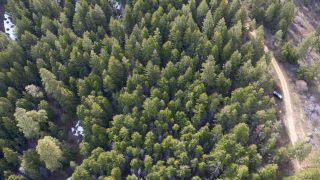 Why Thinning a Forest Could Get You More Drinking Water (news). Photo by John Marshall