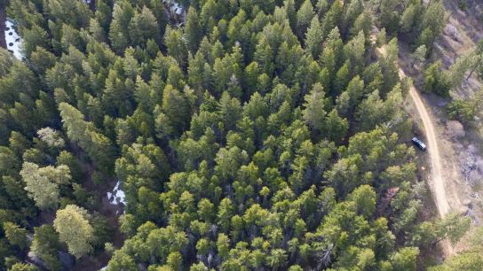 Why Thinning a Forest Could Get You More Drinking Water (news)