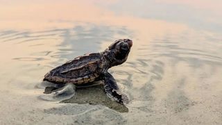 Tracking Sea Turtles Is a Long, Slow Process That Just Might Keep Them Alive (news). Photo by Kristen Zemaitis / The Caretta Research Project