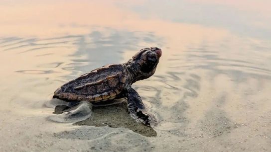 Tracking Sea Turtles Is a Long, Slow Process That Just Might Keep Them Alive (news)