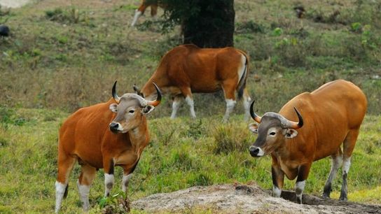 Banteng males in Huai Kha Khaeng. Banteng males in Huai Kha Khaeng.