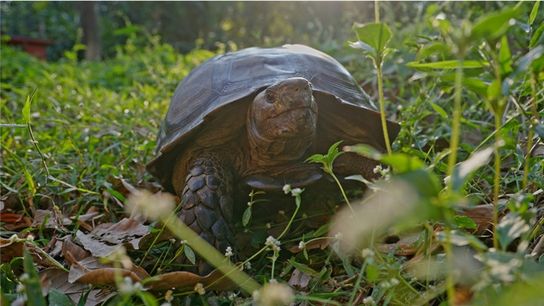 ‘Tortoise Guardians’ Protect Rare Giants (news)