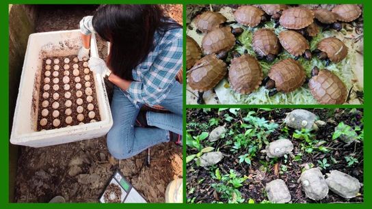 Left to right: Successful artificial incubation of the eggs of the Asian Giant Tortoise at the captive breeding centre in Nagaland Zoological Park. Tiny hatchlings of Asian Giant tortoise emerge after artificial incubation. Asian Giant Tortoises on the damp forest floor after their release at the Old Jalukie Community Reserve.