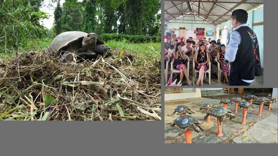 Left to right: A female Asian Giant Tortoise guards her nest made of leaf litter and plant material. They are among the few tortoises in the world with the unique habit of building nests above the ground. A sensitization workshop with local communities conducted by program leaders and the heads of the forest department. Ten radio tagged juveniles of Asian Giant Tortoise prior to their release in the Conservation Reserve. Left to right: A female Asian Giant Tortoise guards her nest made of leaf litter and plant material. They are among the few tortoises in the world with the unique habit of building nests above the ground. A sensitization workshop with local communities conducted by program leaders and the heads of the forest department. Ten radio tagged juveniles of Asian Giant Tortoise prior to their release in the Conservation Reserve.