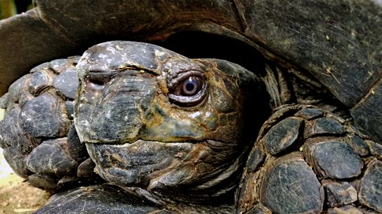 An adult male Asian Giant Tortoise pops its greyish-brown head and forelimbs out of its carapace. An adult male Asian Giant Tortoise pops its greyish-brown head and forelimbs out of its carapace.