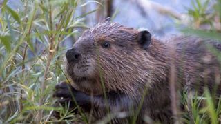 Researchers Use AI to Predict Beavers’ Impact on Local Habitats—and Show How Humans Can Help (news). Photo by Chuck Szmurlo (CC BY-SA 3.0)