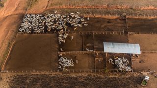 New Certification Program Rewards Brazil's Deforestation-Free Beef (news). Photo by Fabio Nascimento for Mongabay