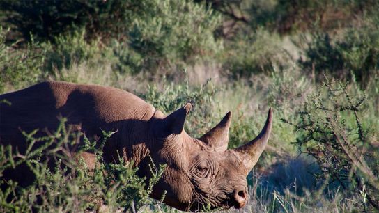 A critically endangered black rhino (Diceros bicornis).