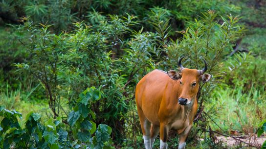 Wild Cattle Comeback Boosts Ecotourism and Local Livelihoods in Thailand. Photo by Rushen via Wikimedia Commons (CC BY-SA 2.0)