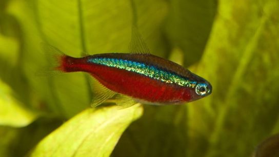 South American tetra fishes, such as cardinal tetras and glowlight tetras, are heavily traded in the aquarium industry. Around 25,000 tetra fishes imported into the UK from outside the EU in 2020 were dead on arrival.