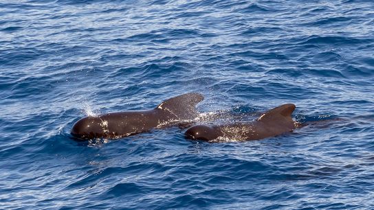 North Atlantic long-finned pilot whales (Globicephala melas) now have 60% lower concentrations of some legacy PFAS than they did a decade ago.