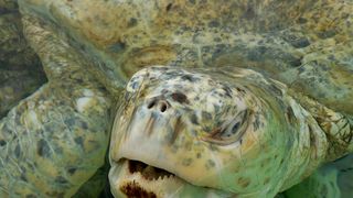 After Decades of Protections, Green Sea Turtles Have Been Saved From the Brink of Extinction—for Now (news). Photo by David Monniaux (CC BY-SA 3.0)