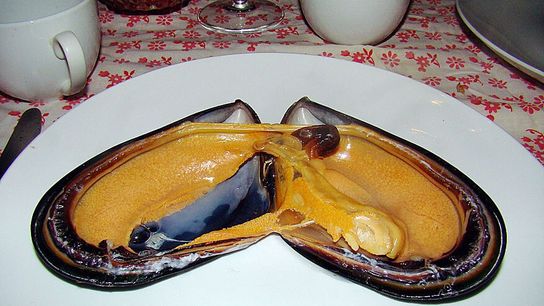 How Indigenous Chilean Communities Rescued a Critical Mussel Species (news)