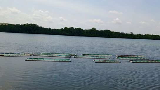 The women have converted crates used for transporting bread into cages for their crabs.