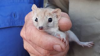 Australian Marsupial Rebounds Amid Drought and Invasive Species Challenges (news)