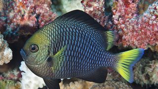 Scientists Discover Damselfish Help Corals Recover Faster from Injuries (news). Photo by Florent Charpin via iNaturalist (CC BY-NC 4.0)