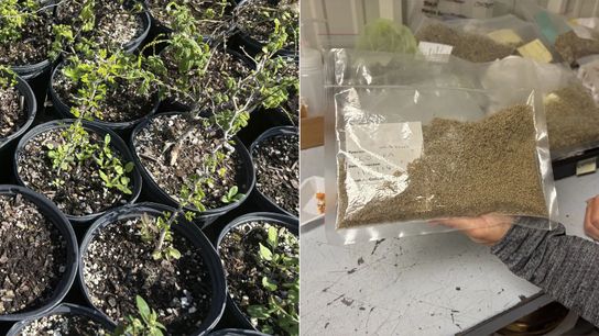 Ebony saplings reach toward the sun at Marinoff Nursery in Alamo, Texas, and seeds stored in vacuum-sealed plastic bags await planting.