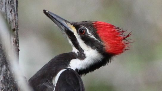 Pileated woodpeckers appeared to be at risk of extinction as their habitat disappeared in the early 20th century, but they have since rebounded.