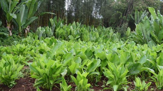 Young enset plants grow in a demonstration field at the Dorze Enset Research Center, established in collaboration with Arba Minch University and Alabaster International. The center focuses on improving enset cultivation by developing disease-resistant varieties and supporting local farmers.