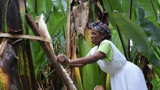 Almaz demonstrates the cultural practice of traditional enset scraping, a labor-intensive process passed down through generations and typically carried out by women.