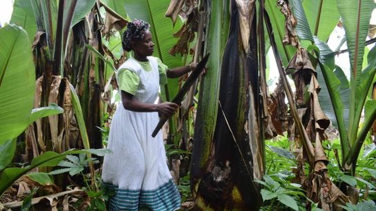 Almaz Achamo, 56, tends to her enset plants, gently removing damaged leaves to keep the crop healthy.