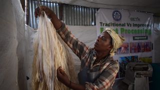Ethiopian Initiative Aims to Repopularize Climate-Resilient "False Banana" (news). Photo by Solomon Yimer for Mongabay