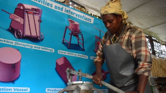 After scraping, the edible enset pulp is placed into a manual pressing machine that squeezes the enset pulp to separate liquid starch, leaving behind the solids that then go into making traditional foods like kocho and bulla.