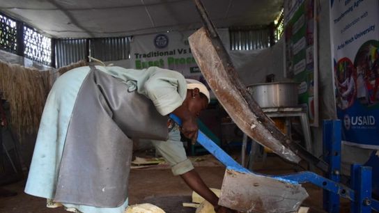 A woman uses a manual cutting machine to slice enset corm, the underground part of the stem, into small pieces, making them easier to feed into the grinding machine.