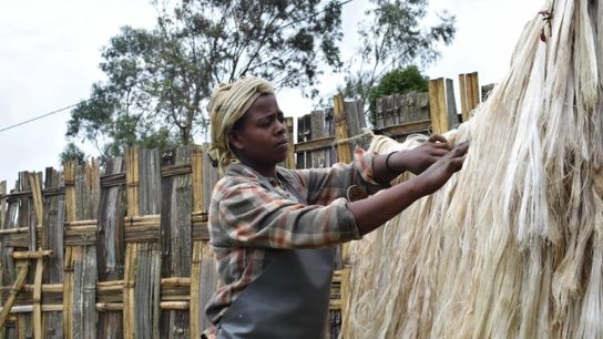 At the Dorze Cooperative Center in southern Ethiopia, a woman carefully spreads enset fiber under the sun to dry. Once dried, the fiber is supplied to a nearby women’s craft cooperative, where it’s made into ropes, mats, baskets and decorative wall crafts that are sold to tourists to raise income and support the community’s livelihoods.