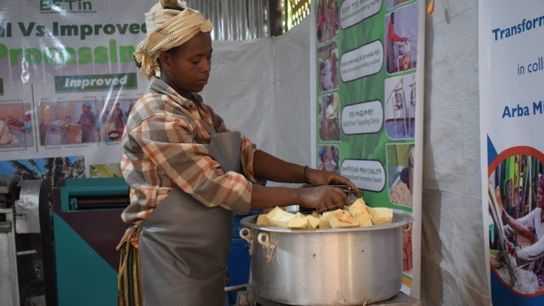 A woman carefully feeds cut pieces of enset corm into a grinding machine, crushing them to start the fermentation process that transforms the plant into edible pulp.