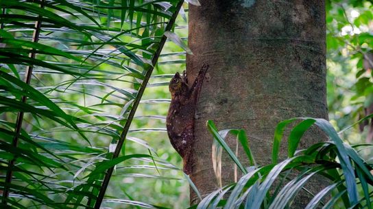 Hikers and joggers freqently stop along the trail to admire local species, such as this Sunda colugo. 