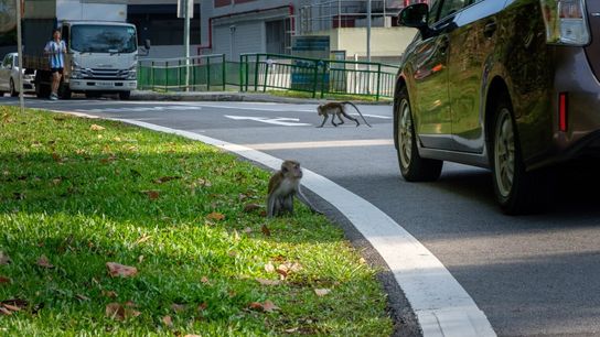Long-tailed macaques cross the road near nature reserves in Singapore.