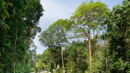 Citizen Scientists Unite to Save Singapore’s Critically Endangered Langurs. Photo by Carolyn Cowan for Mongabay