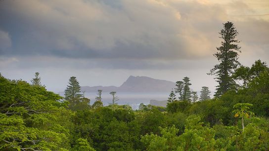 These Australian Snails Were Thought to Be Extinct. Now, Hundreds Are Back in the Wild.. Photo by Peter James McNally