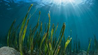 In Malaysia, Seagrass Restoration Project Reveals Keys to Success (news). Photo by Christian Gloor (CC BY 2.0)