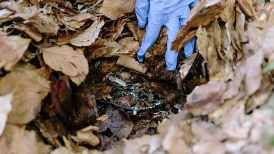 Mycorrhizal fungi in Italy’s Apennine Mountains Mycorrhizal fungi in Italy’s Apennine Mountains