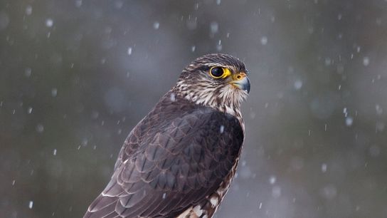 Merlins are falcons once rarely found outside remote boreal forests. They are now a familiar bird in many towns in Canada and the northeastern U.S. This one was spotted in Elmira, Ontario, Canada.