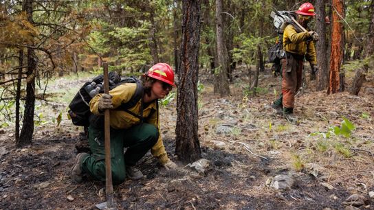 Grayback Forestry firefighters working on the Banana Lake Fire walk through the forest in a line and kneel down to feel for hotspots with their hands. Although the wildfire already burned through the area, small fires can burn underground or in tree root systems. Ground crews work in conjunction with drone pilots, who can detect hotspots using thermal imagery.