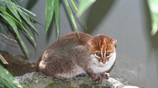 This Thai Cat Species Was Thought to Be Extinct, Until Now. Photo by Jim Sanderson (CC BY-SA 3.0)