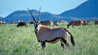 Innovative Carbon Storage Strategies Help Protect Rare Species in South Africa (news). Photo by John Cannon/Mongabay