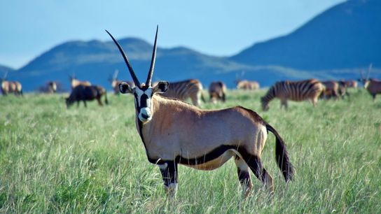 Innovative Carbon Storage Strategies Help Protect Rare Species in South Africa (news)
